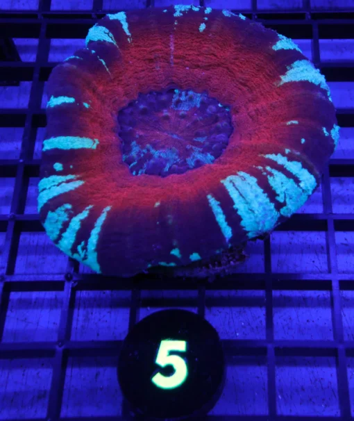 Buy aquatics arts, aquarium arts arizona, 6 striped wrasse, blue-ringed angelfish, Buy french angelfish, polar blue parrot cichlid, chocolate chip starfish